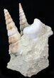 Beautiful Fossil Turritella Cluster - France #29619-1